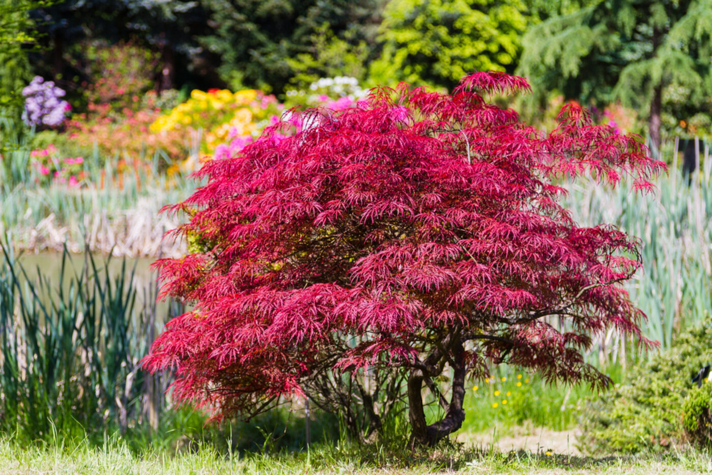 A specimen Japanese maple in full health
